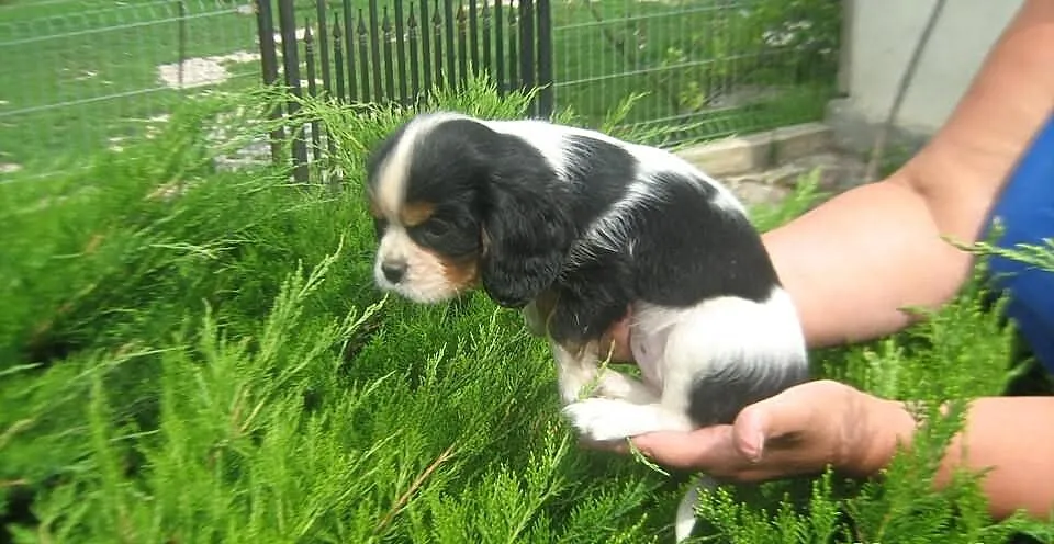 Cavalier szczenieta