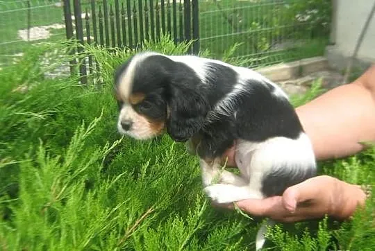 Cavalier szczenieta