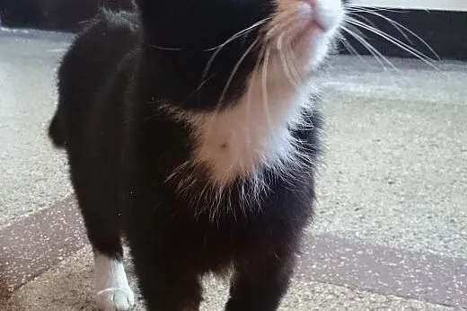 Feliks niedożywiony kot ze Stacji Paliw w Kaletach