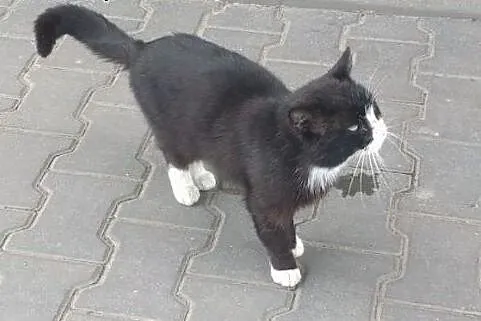 Feliks niedożywiony kot ze Stacji Paliw w Kaletach