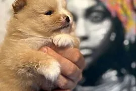 Szpic pomeranian chłopcy
