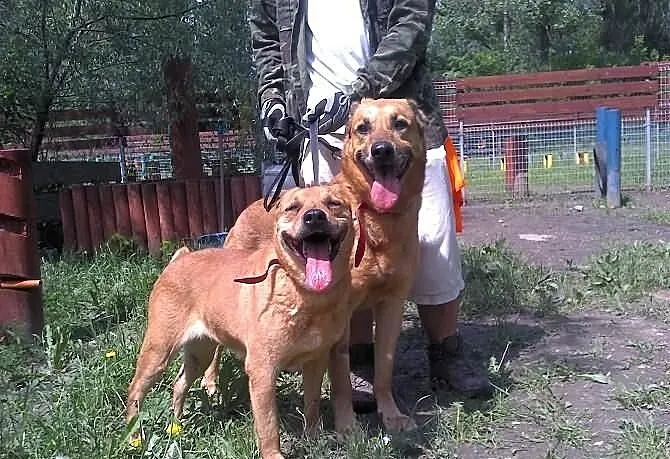 Dwa żółte psy -suka i pies do adopcji. Warszawa