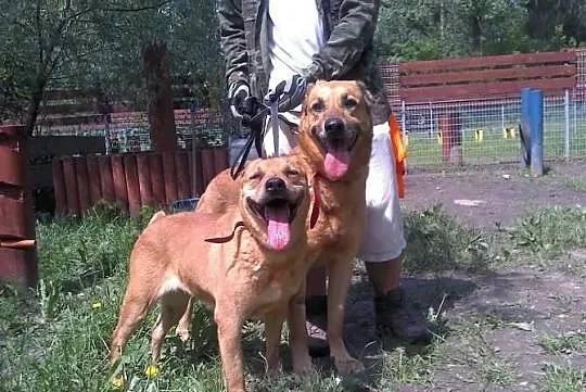 Dwa żółte psy -suka i pies do adopcji. Warszawa