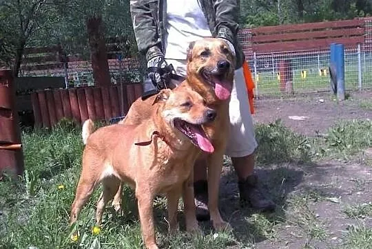 Dwa żółte psy -suka i pies do adopcji. Warszawa