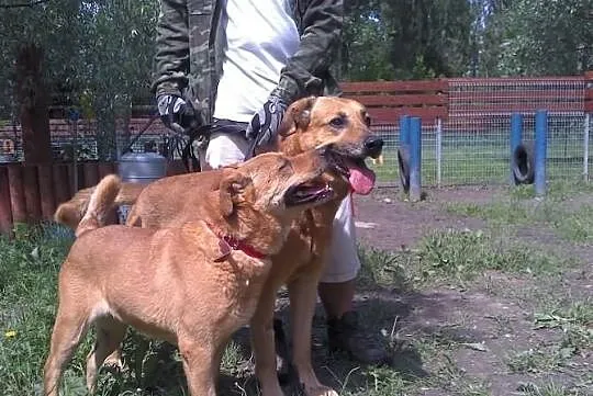 Dwa żółte psy -suka i pies do adopcji. Warszawa