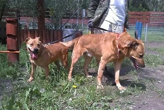 Dwa żółte psy -suka i pies do adopcji. Warszawa