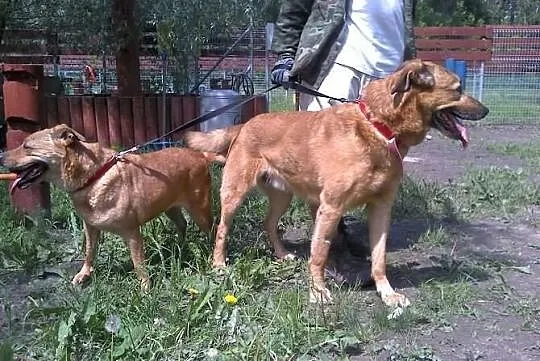 Dwa żółte psy -suka i pies do adopcji. Warszawa