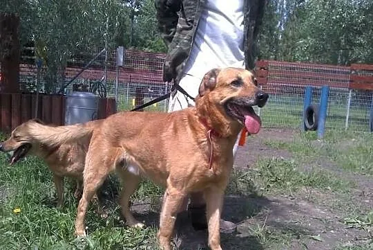 Dwa żółte psy -suka i pies do adopcji. Warszawa