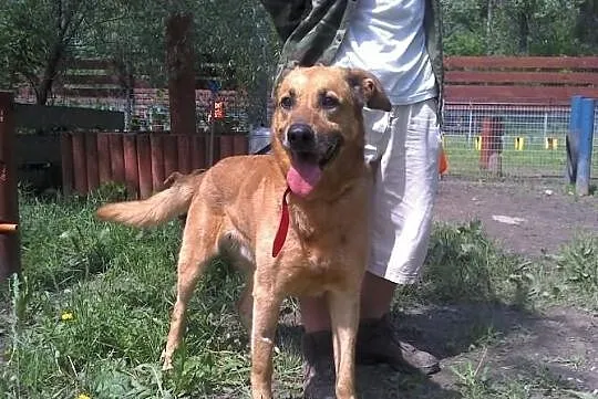 Dwa żółte psy -suka i pies do adopcji. Warszawa