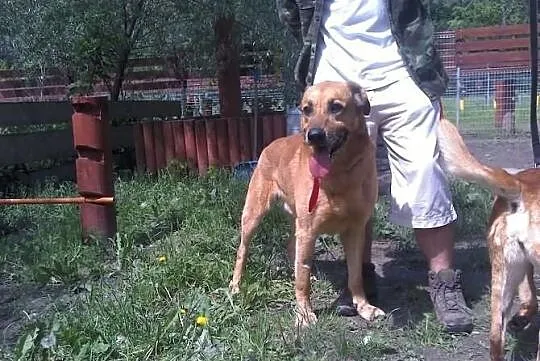 Dwa żółte psy -suka i pies do adopcji. Warszawa