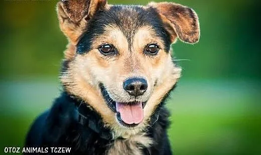 OTOZ Animals - Bond - wesoły przyjaciel szuka swoj