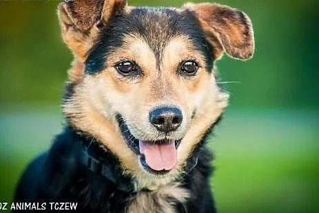 OTOZ Animals - Bond - wesoły przyjaciel szuka swoj