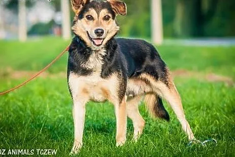 OTOZ Animals - Bond - wesoły przyjaciel szuka swoj