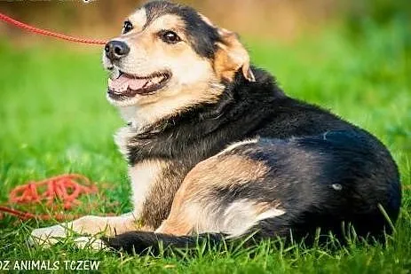 OTOZ Animals - Bond - wesoły przyjaciel szuka swoj