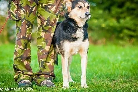 OTOZ Animals - Bond - wesoły przyjaciel szuka swoj