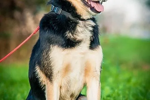 OTOZ Animals - Bond - wesoły przyjaciel szuka swoj