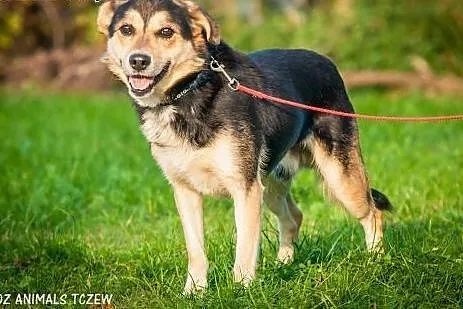 OTOZ Animals - Bond - wesoły przyjaciel szuka swoj