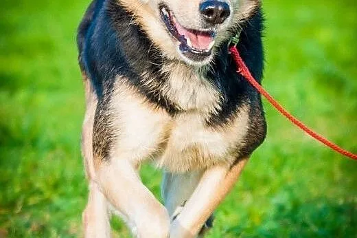 OTOZ Animals - Bond - wesoły przyjaciel szuka swoj