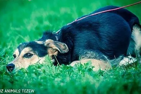 OTOZ Animals - Bond - wesoły przyjaciel szuka swoj