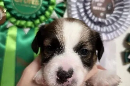 Szczenięta Jack Russell Terrier rodowód linia australijska nowozelańdzka