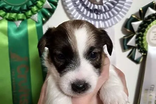 Szczenięta Jack Russell Terrier rodowód linia australijska nowozelańdzka, Mazowieckie, Magdalenka