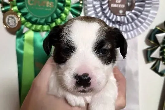 Szczenięta Jack Russell Terrier rodowód linia australijska nowozelańdzka, Mazowieckie, Magdalenka