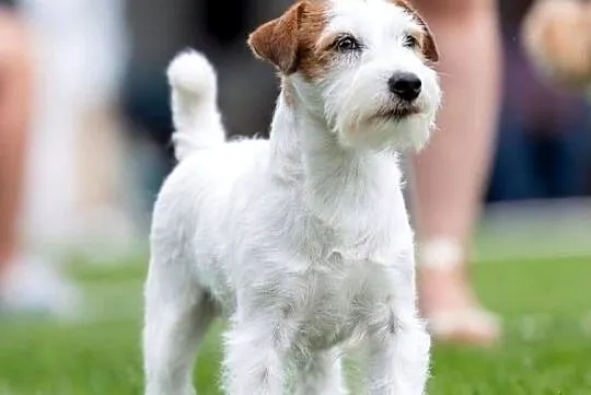 Szczenięta Jack Russell Terrier rodowód linia australijska nowozelańdzka, Mazowieckie, Magdalenka