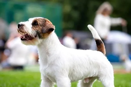 Szczenięta Jack Russell Terrier rodowód linia australijska nowozelańdzka, Mazowieckie, Magdalenka