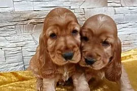 Śliczne Szczenięta Cocker Spaniel Angielski