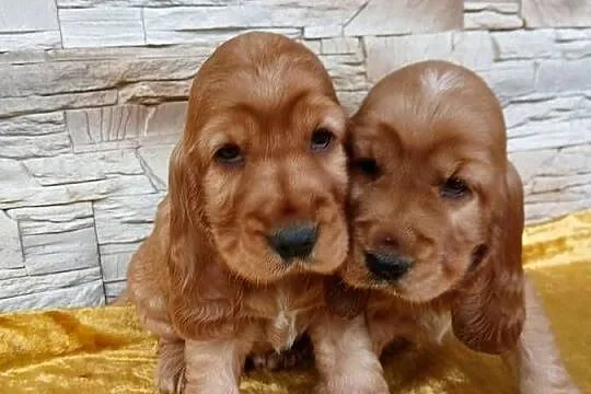 Śliczne Szczenięta Cocker Spaniel Angielski