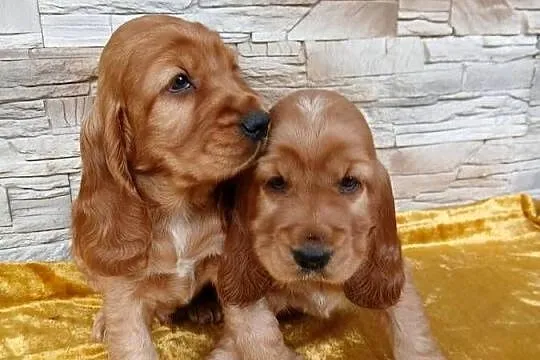 Śliczne Szczenięta Cocker Spaniel Angielski, Łódzkie, Sieradz