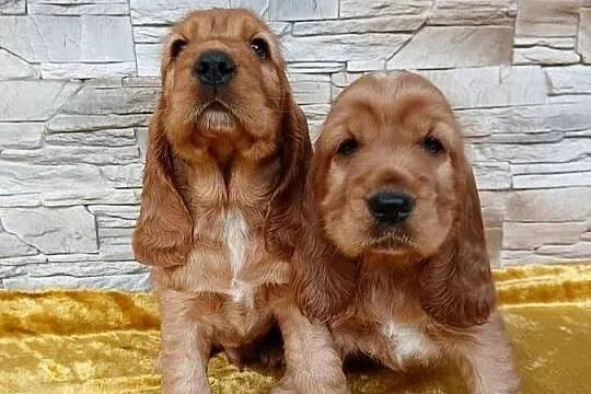 Śliczne Szczenięta Cocker Spaniel Angielski, Łódzkie, Sieradz