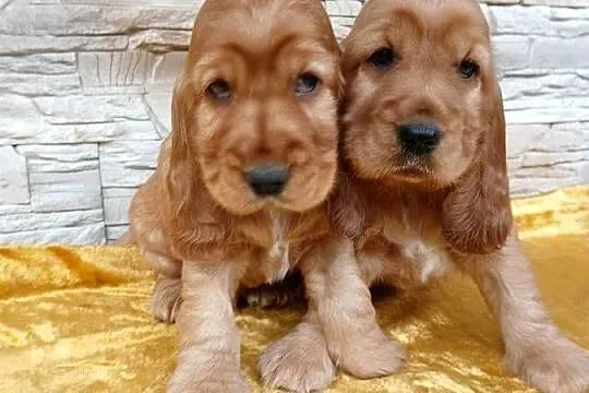 Śliczne Szczenięta Cocker Spaniel Angielski, Łódzkie, Sieradz