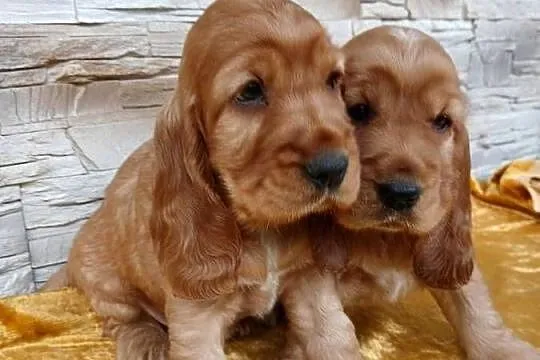 Śliczne Szczenięta Cocker Spaniel Angielski, Łódzkie, Sieradz