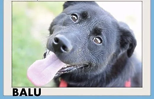 BALU,średni,młody,łagodny,wesoły,rodzinny piesek.A