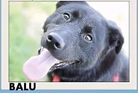 BALU,średni,młody,łagodny,wesoły,rodzinny piesek.ADOPCJA, małopolskie Kraków