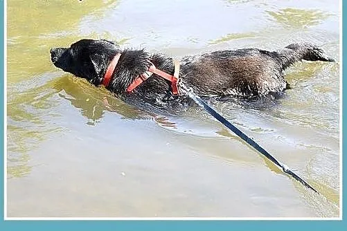 BALU,średni,młody,łagodny,wesoły,rodzinny piesek.A