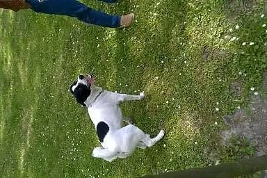 Śliczny kundelek szuka nowego domu!,  śląskie Kato