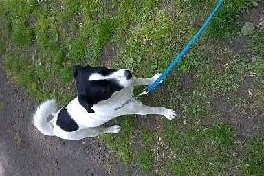 Śliczny kundelek szuka nowego domu!,  śląskie Kato