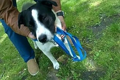 Śliczny kundelek szuka nowego domu!,  śląskie Kato