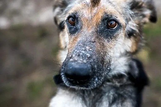 Leo- młody owczarkowaty szuka mamy i taty ;),  mał