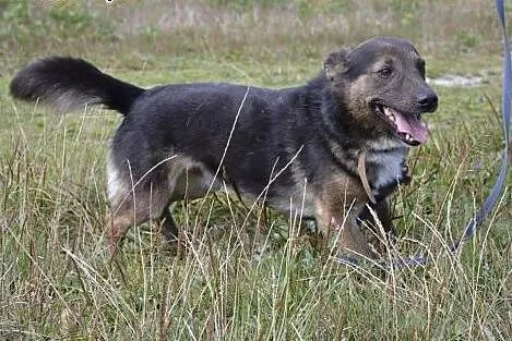MISIO SZUKA PRZYJAZNEJ RĘKI!, świętokrzyskie Busko-Zdrój