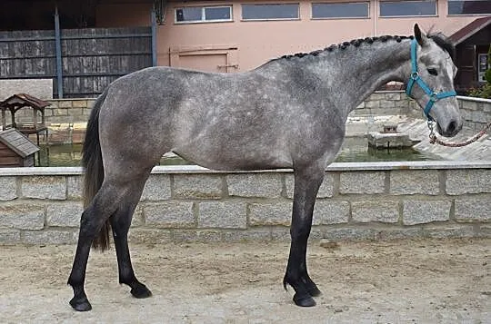 KLACZ 2019 NA SPRZEDAŻ, , Dobromierz