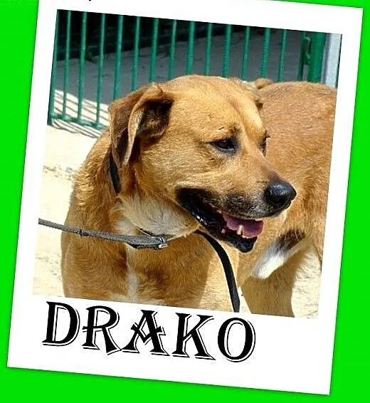 DRAKO-wielkości boksera,spokojny,przyjazny,łagodny