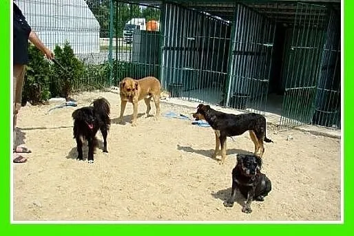 DRAKO-wielkości boksera,spokojny,przyjazny,łagodny