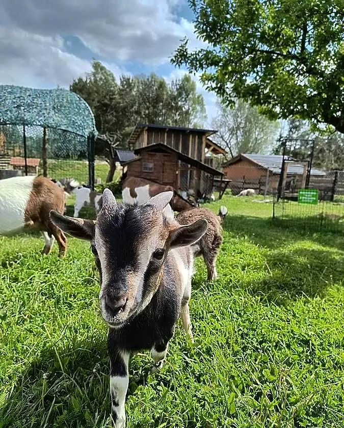 kozy miniaturki, Pomorskie, Jankowo Gdańskie