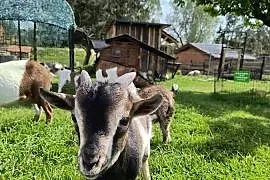 kozy miniaturki