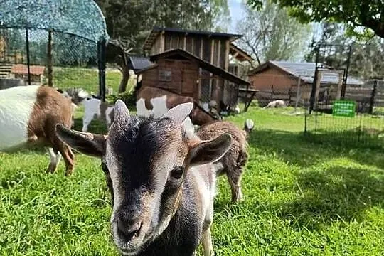 kozy miniaturki, Pomorskie, Jankowo Gdańskie