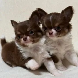 Szczenięta chihuahua gotowe na nowy dom. E-mail: emanuellepatricia71@gmail.com