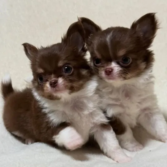 Szczenięta chihuahua gotowe na nowy dom. E-mail: emanuellepatricia71@gmail.com